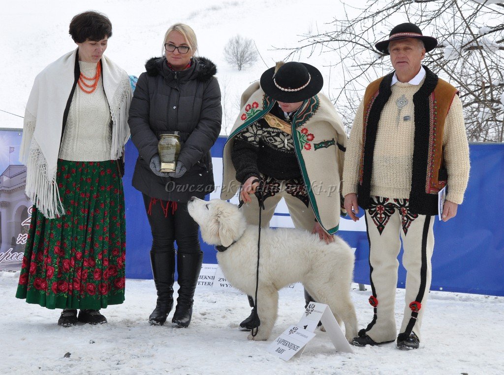 Owczarek Podhalański 