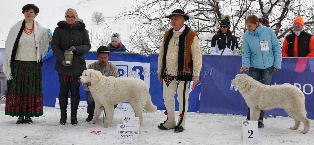 Owczarek Podhalański 