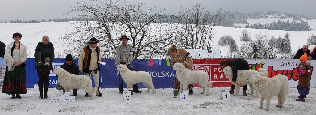 Owczarek Podhalański 