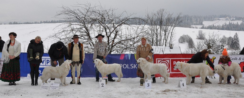 Owczarek Podhalański 