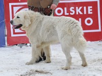 Owczarek Podhalański  Owczarek Podhalański - BUĆKO z Polany Staszelówka