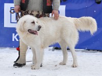 Owczarek Podhalański  Owczarek Podhalański - KOTLIK