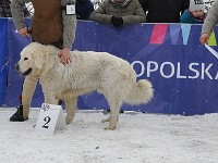 Owczarek Podhalański  Owczarek Podhalański - od lewej: GUST Nutrena, BUĆKO z Polany Staszelówka, KOTLIK