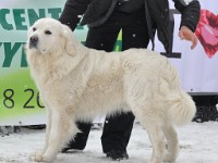 Owczarek Podhalański  Owczarek Podhalański - KRASNY Mała Dolina