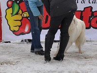Owczarek Podhalański  Owczarek Podhalański - od lewej: JODŁA, MAGIA Spiska Watra, ZAKOCHANA ZUZIA Alpejskie Zauroczenie
