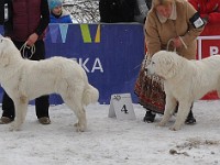 Owczarek Podhalański  Owczarek Podhalański - od lewej: GŁADYSZKA GORI Badziar, GRAPA z Butorowego Wierchu, SIWUCHA Kontekst, JODŁA, MAGIA Spiska Watra, ZAKOCHANA ZUZIA Alpejskie Zauroczenie