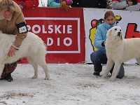 Owczarek Podhalański  Owczarek Podhalański - od lewej: SIWUCHA Kontekst, JODŁA, MAGIA Spiska Watra, ZAKOCHANA ZUZIA Alpejskie Zauroczenie