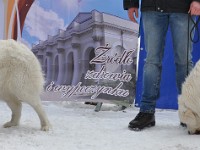 Owczarek Podhalański  Owczarek Podhalański - od lewej: GŁADYSZKA GORI Badziar, GRAPA z Butorowego Wierchu