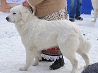 Owczarek Podhalański  Owczarek Podhalański - JODŁA