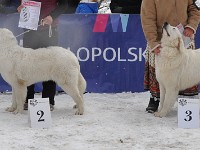 Owczarek Podhalański  Owczarek Podhalański - od lewej: GŁADYSZKA GORI Badziar, SIWUCHA Kontekst, JODŁA, MAGIA Spiska Watra