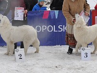 Owczarek Podhalański  Owczarek Podhalański - od lewej: GŁADYSZKA GORI Badziar, SIWUCHA Kontekst, JODŁA, MAGIA Spiska Watra