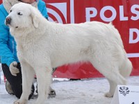 Owczarek Podhalański  Owczarek Podhalański - GAWRA od Kurosa