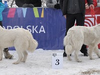 Owczarek Podhalański  Owczarek Podhalański - od lewej: GAWRA od Kurosa, KIONA-BELLA z Lipowej Krainy