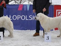 Owczarek Podhalański  Owczarek Podhalański - od lewej: GAWRA od Kurosa, KIONA-BELLA z Lipowej Krainy, OMEGA Zagubione Marzenia, BYSTRA z Polany Staszelówka