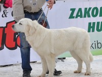 Owczarek Podhalański  Owczarek Podhalański - KALISI z Doliny Kościeliskiej