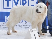 Owczarek Podhalański  Owczarek Podhalański - KALISI z Doliny Kościeliskiej