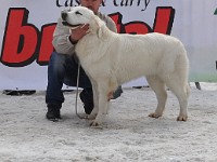Owczarek Podhalański  Owczarek Podhalański - od lewej: GAWRA od Kurosa, KALISI z Doliny Kościeliskiej, CUDNA Dolina Małej Panwi
