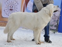 Owczarek Podhalański  Owczarek Podhalański - KALISI z Doliny Kościeliskiej