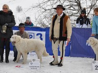 Owczarek Podhalański  Owczarek Podhalański - od lewej: NAWOJ Kalong, DROBNOSTKA Spiska Watra