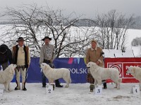 Owczarek Podhalański  Owczarek Podhalański - od lewej: GŁADYSZKA GORI Badziar, KALISI z Doliny Kościeliskiej, CHABER z Butorowego Wierchu, SPIRYTUS Kontekst, ARONIA od Kurosa