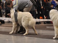 Owczarek Podhalański  Owczarek Podhalański - od lewej: BOHUN Apum Bapum, GRYMAŚNIK GIZMO Badziar, LAFAYETTE DIAMOND Las w Jamnicach