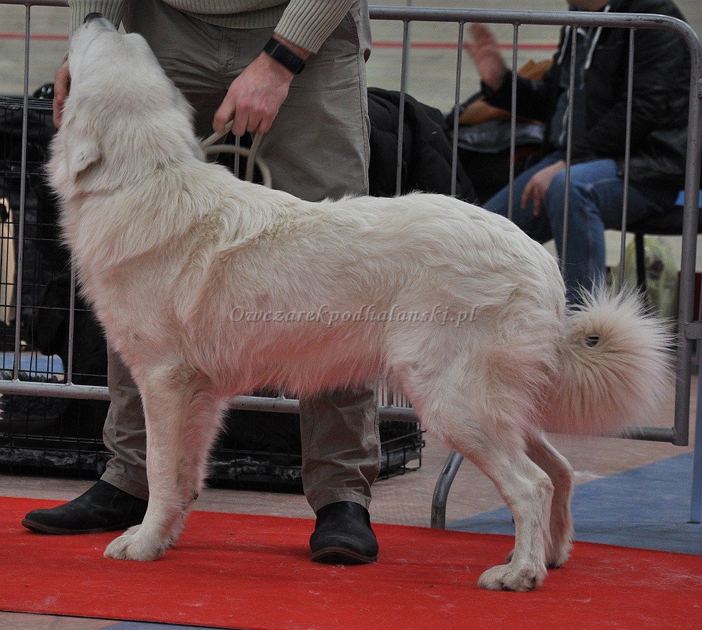 Owczarek Podhalański 