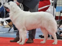 Owczarek Podhalański  Owczarek Podhalański - ZADRA Biała Straż