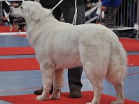 Owczarek Podhalański  Owczarek Podhalański - ZADRA Biała Straż
