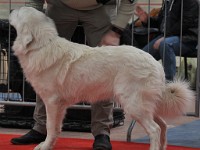 Owczarek Podhalański  Owczarek Podhalański - GOŚCIRADA GIGA Badziar