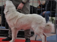 Owczarek Podhalański  Owczarek Podhalański - GOŚCIRADA GIGA Badziar