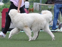 Owczarek Podhalański  Owczarek Podhalański - MAXIMUS Osemit
