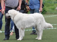 Owczarek Podhalański  Owczarek Podhalański - DUNAJ z Ratułowa