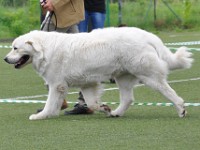 Owczarek Podhalański  Owczarek Podhalański - LUBCZYK Kalong