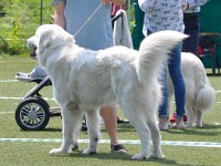 Owczarek Podhalański  Owczarek Podhalański - JAGNA Athel Loren
