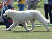 Owczarek Podhalański  Owczarek Podhalański - OMEGA Zagubione Marzenia
