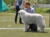 Owczarek Podhalański  Owczarek Podhalański - od lewej: KING OF HAPPINESS Alpejskie Zauroczenie, E-ŚNIEŻKA Gacówka, GOŚCIRADA GIGA Badziar