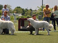 Owczarek Podhalański  Owczarek Podhalański - od lewej: KING OF HAPPINESS Alpejskie Zauroczenie, E-ŚNIEŻKA Gacówka, GOŚCIRADA GIGA Badziar, DUNIA Algarobos