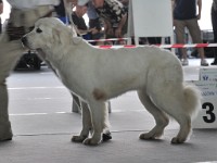 Owczarek Podhalański  Owczarek Podhalański - POLANA z Furmańskiej Zagrody