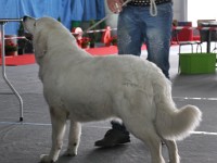 Owczarek Podhalański  Owczarek Podhalański - SZAROTKA z Butorowego Wierchu