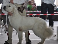 Owczarek Podhalański  Owczarek Podhalański - POLANA z Furmańskiej Zagrody