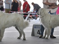 Owczarek Podhalański  Owczarek Podhalański - od lewej: GAWROSZ GORAN Badziar, HADŻIR Black Pellet