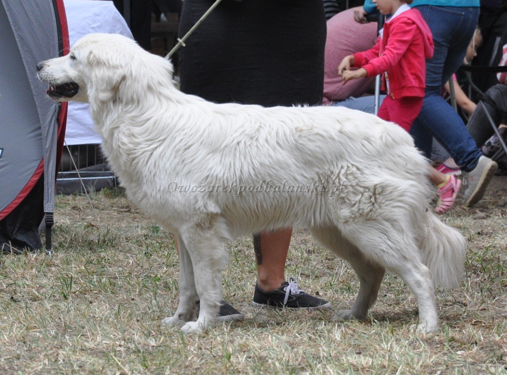 Slovenský Cuvac
