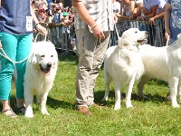 owczarek-podhalanski-0304.jpg
