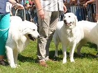 owczarek-podhalanski-0306.jpg