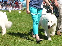owczarek-podhalanski-0311.jpg