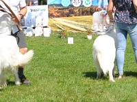 owczarek-podhalanski-0313.jpg