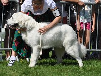 owczarek-podhalanski-0337.jpg