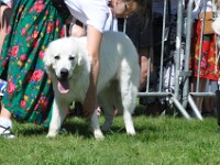 owczarek-podhalanski-0348.jpg