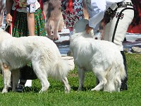 owczarek-podhalanski-0353.jpg