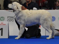 Owczarek Podhalański  Owczarek Podhalański - TICO Canis Magnificus